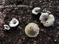 Lactifluus vellereus-amf1134